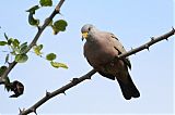 Croaking Ground Dove